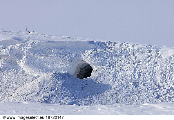 Site of a polar bear den in the spring along the arctic coast of Alaska