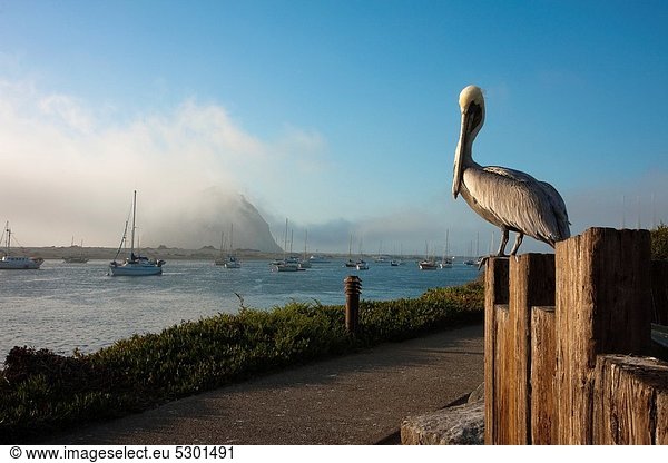 sitzend  Bucht  braun  Kalifornien  Pelikan