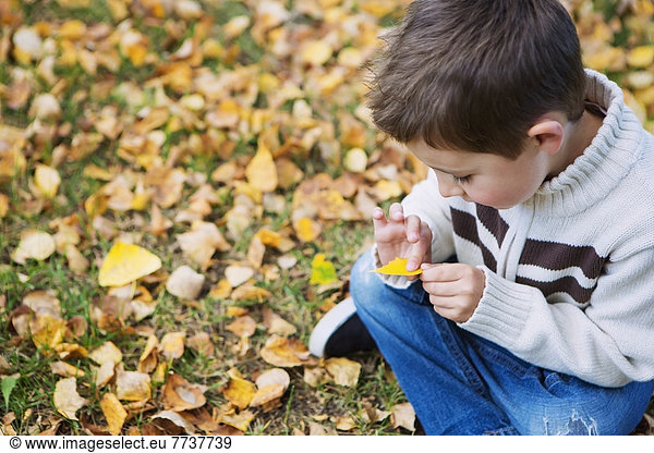 sitzend  sehen  Junge - Person  fallen  fallend  fällt  Pflanzenblatt  Pflanzenblätter  Blatt  Boden  Fußboden  Fußböden  Herbst  jung