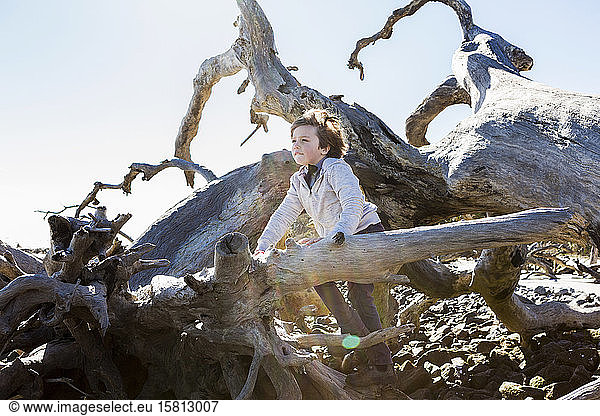 Six year old boy climbing on massive driftwood tree trunks lying in ocean water