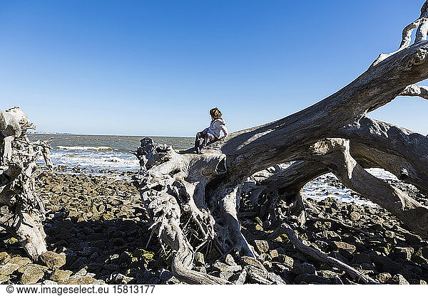 Six year old boy climbing on massive driftwood tree trunks lying in ocean water