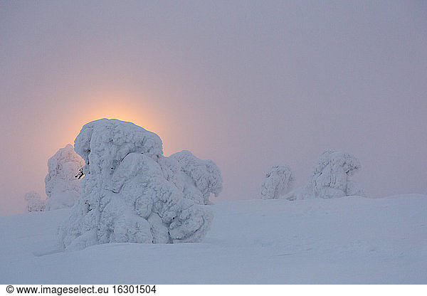 Skandinavien  Finnland  Kittilae  Schneebedeckte Kiefern im Gegenlicht des Abends