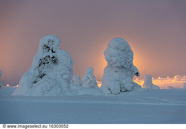 Skandinavien  Finnland  Kittilae  Schneebedeckte Kiefern im Gegenlicht des Abends