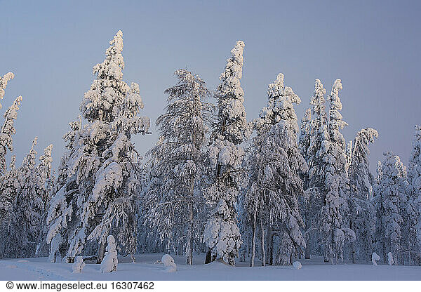 Skandinavien  Finnland  Kittilae  Wald  schneebedeckte Bäume