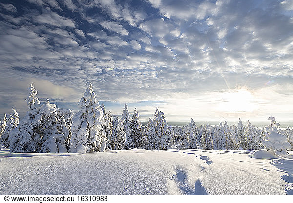 Skandinavien  Finnland  Rovaniemi  Bäume im Winter  Fußspuren  Gegen die Sonne