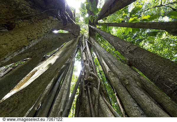 Skelett eines Würgefeigenbaums (Ficus sp.)  Sirena  Nationalpark Corcovado  Provinz Puntarenas  Costa Rica  Zentralamerika