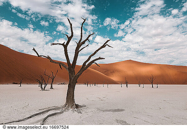 Skelettbäume in der namibischen Wüste in Afrika