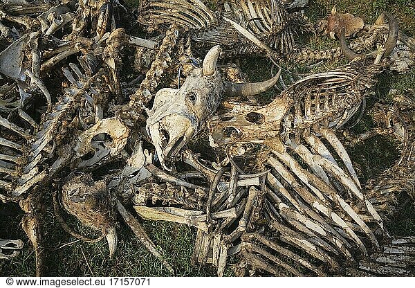 Skelette von Kühen als sichere Nahrung (diclofenacfrei) für Geier im Terai. Nepal.