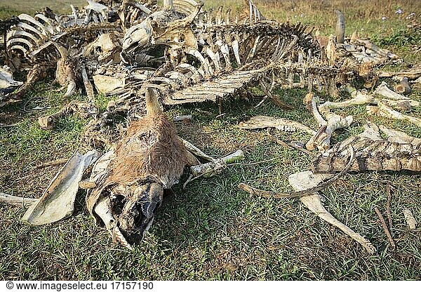 Skelette von Kühen als sichere Nahrung (diclofenacfrei) für Geier im Terai. Nepal.