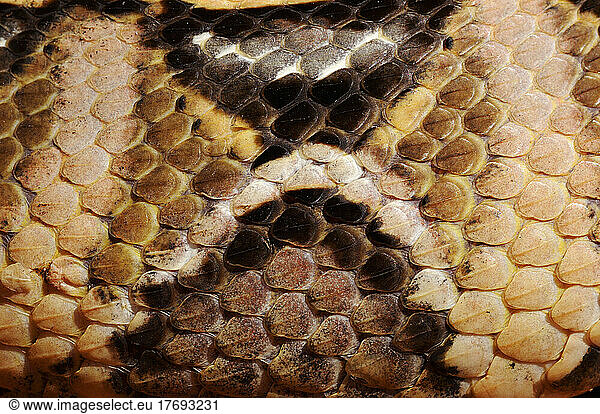 Skin of West African Gaboon Viper Skin of West African Gaboon Viper ...