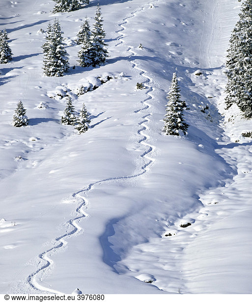 Skispur im Tiefschnee  Slalom  Wedeln  verschneite Winterlandschaft