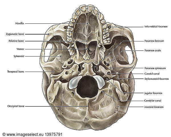 Skull (Inferior View) Skull (Inferior View),annotated,bones of the ...