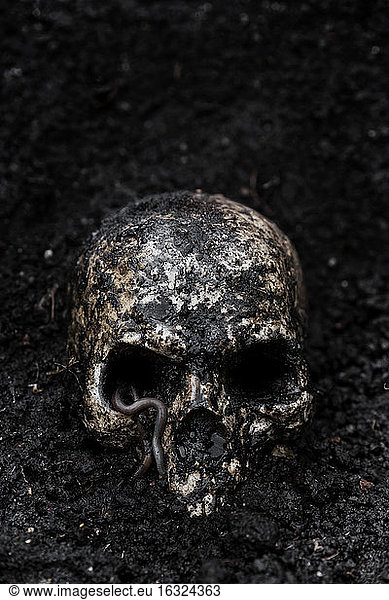 Skull in wet soil with earthworm