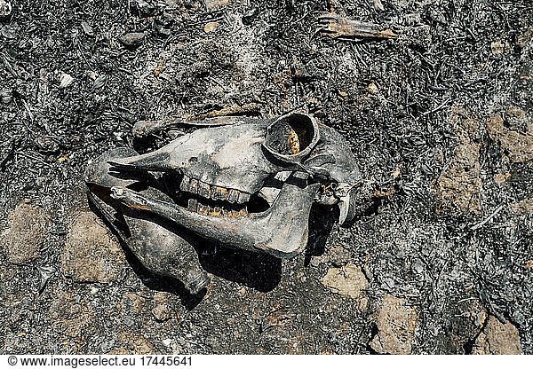 Skull of animal killed in wildfire