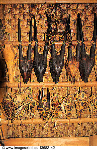 Skulls of Saola Skulls of Saola, aka Vu Quang Ox (Pseudoryx ...