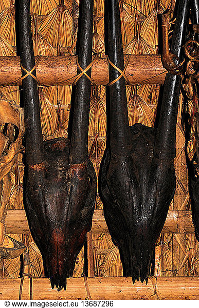 Skulls of Saola Skulls of Saola, aka Vu Quang Ox (Pseudoryx ...