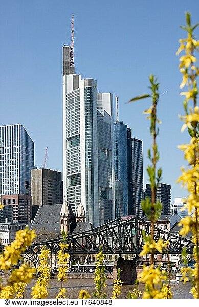 Skyline mit brücke und einer gelb blühenden Forsythie im Vordergrund  Frankfurt  Hessen  Deutschland  Europa