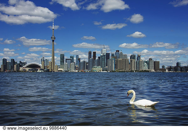 Skyline Skylines See Fokus auf den Vordergrund Fokus auf dem Vordergrund schwimmen Kanada Ontario Schwan Toronto