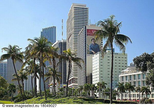 Skyline von Miami  Florida/ Skyline of Miami  Florida  Miami  Florida  USA  Nordamerika