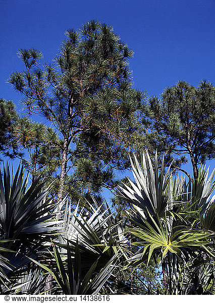 Slash Pine  Silver Palm  Big Pine Key Florida