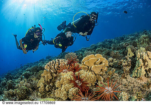 Slate pencil sea urchins (Heterocentrotus mammillatus) color the foreground of this Hawaiian reef scene with three divers at Molokini Marine Preserve off the island of Maui  Hawaii  USA; Hawaii  United States of America