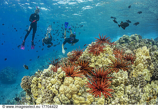 Slate pencil sea urchins (Heterocentrotus mammillatus) color the foreground of this Hawaiian reef scene with three people free diving with black triggerfish (Melichthys niger) at Molokini Marine Preserve off the island of Maui  Hawaii; Maui  Hawaii  United States of America