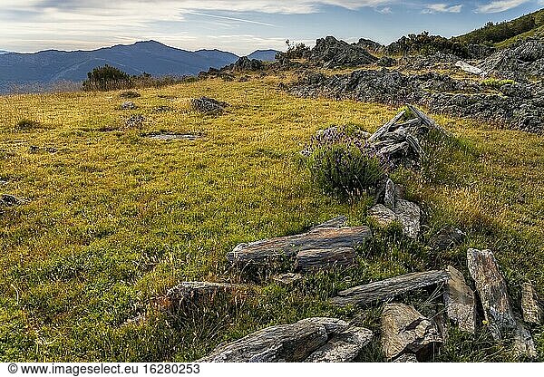 Slate rocks grass and pines at Sierra Norte. Madrid. Spain. Europe.