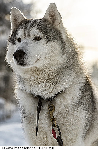 Sled Dog on snowy field