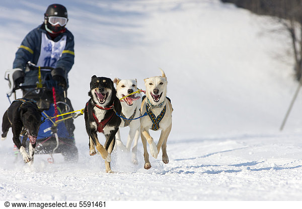 Sled dog race on snow  in Lenk  Bern  Switzerland  Europe
