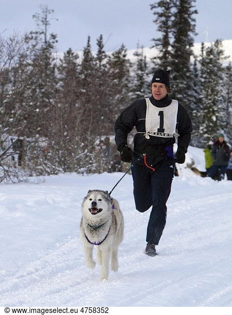 Sled dog  Siberian Husky  pulling a running man  canicross  dog sport  sled dog race near Whitehorse  Yukon Territory  Canada