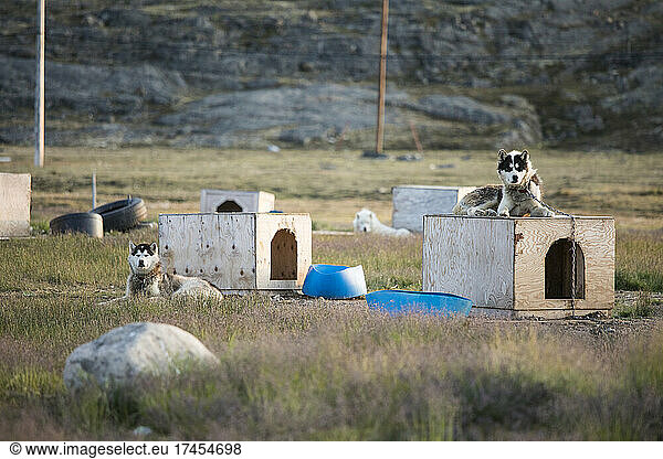 sled dogs resting in the off-season  Iqaluit  Baffin Island.