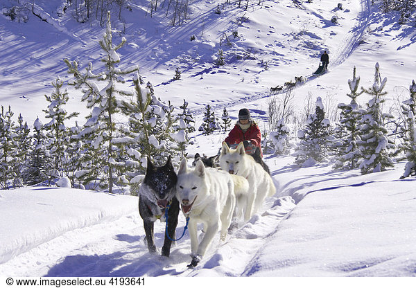 Sled dogs with musher going up a hill  Yukon Territory  Canada