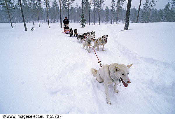 Sledge dog touring in Fulufjell Norway