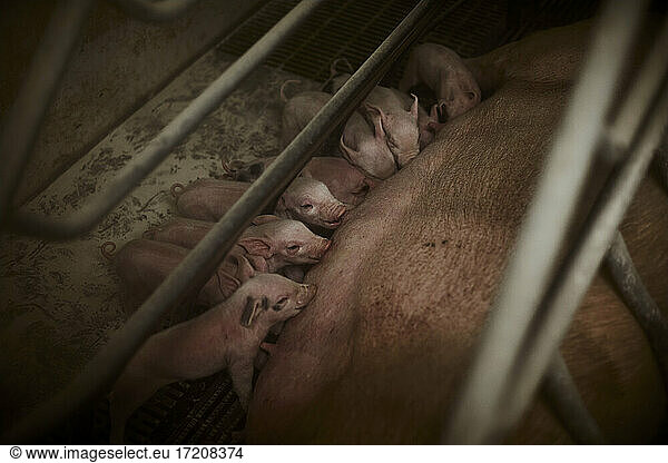 Sleeping female pig with suckling piglets at farm