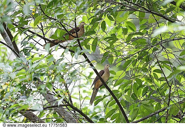 Slender-billed Cuckoo-dove (Macropygia amboinensis carteretia) adult pair  perched on branch  New Ireland  Bismarck Archipelago  Papua New Guinea  Oceania
