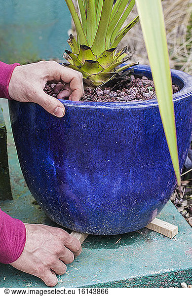 Slip wedges under a pot. Prevents the stagnation of water under the pot in winter by the formation of an air bubble trapped between the bottom of the pot and the soil  and facilitates the drainage of excess water from the pot.