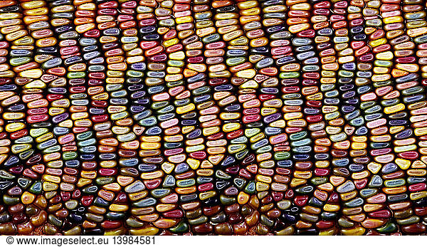 Slit-Scan Image of Flint Corn