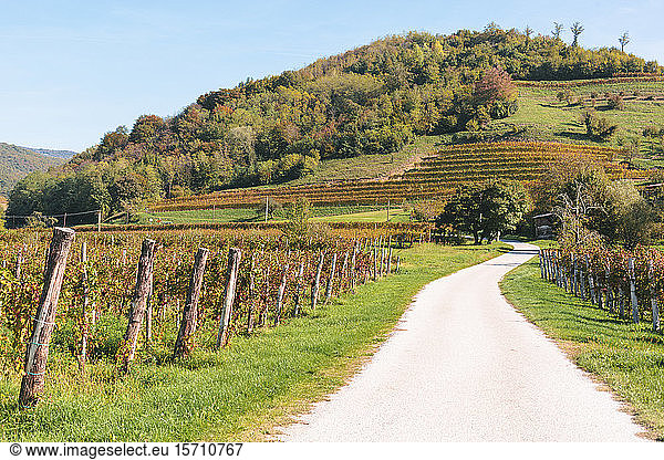 Slovenia  Ljubljana  Empty dirt road along countryside vineyard