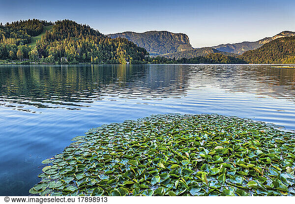 Slovenia  Upper Carniola  Water lilies floating on shore of Lake Bled