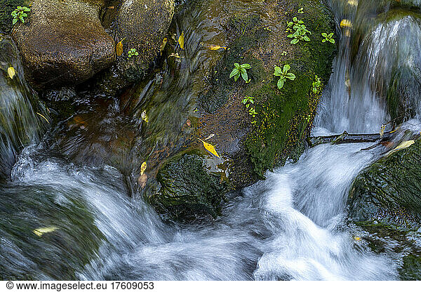 Slow shutter speed image of a small creek with water cascading over mossy rocks and fallen tree branches; Richfield  Utah  United States of America