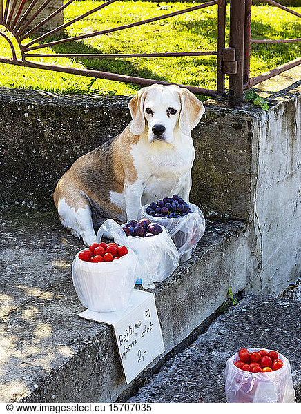 Slowakei  Bezirk Nove Mesto nad Vahom  Beckov  Hund bewacht frisches Obst  das im Freien verkauft wird