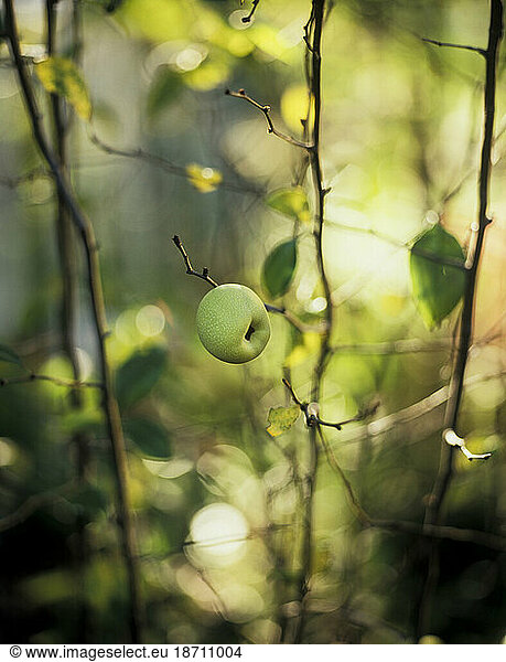 Small apple on the tree.