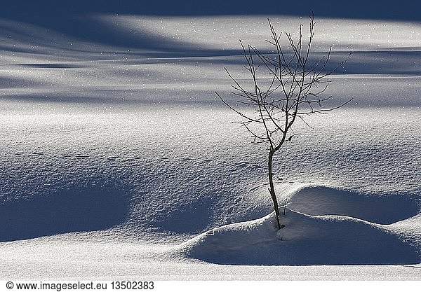Small  bare tree in a shadowy winter landscape  Graubuenden  Switzerland  Europe