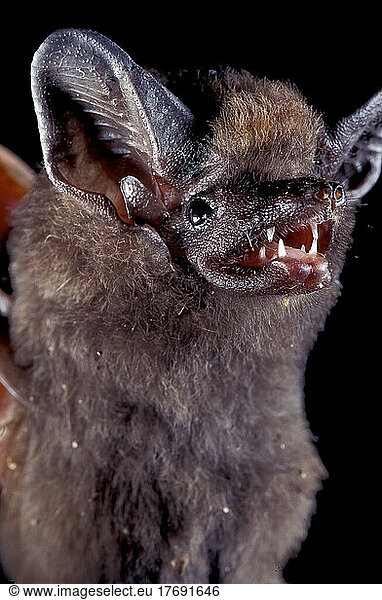 Small bat Portrait French Guiana