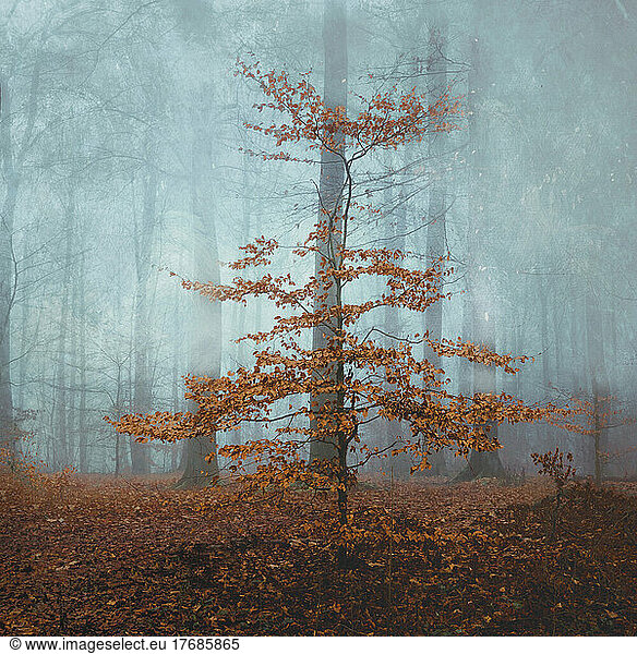 Small beech tree in fog-shrouded autumn forest
