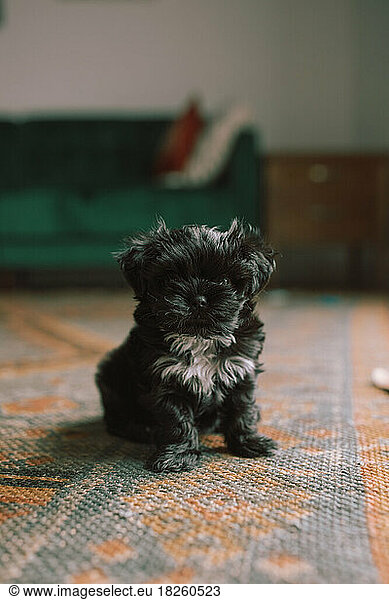 Small black puppy sitting in a boho styled room