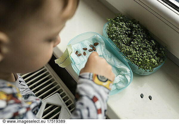 Small boy by window sowing seeds of watermelon on paper towel