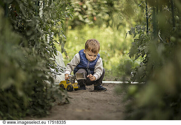 Small boy playing with toy digger between plants of tomatoes