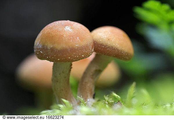 Small brown mushrooms