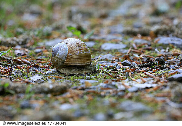 Small brown snail crawling outdoors